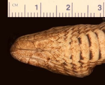 Media type: image;   Herpetology R-21